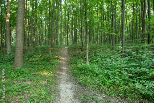 green Forest trees. nature green wood sunlight backgrounds