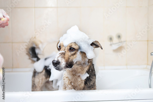 A dog taking a shower with soap and water photo