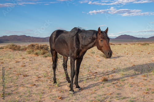 wild horses of the namib desert © Jolil