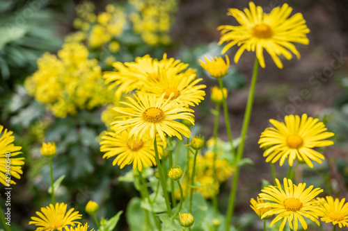 Gelb blühender Gämswurz im Frühling