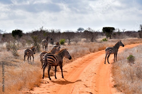 group of zebras in tsavo east national park