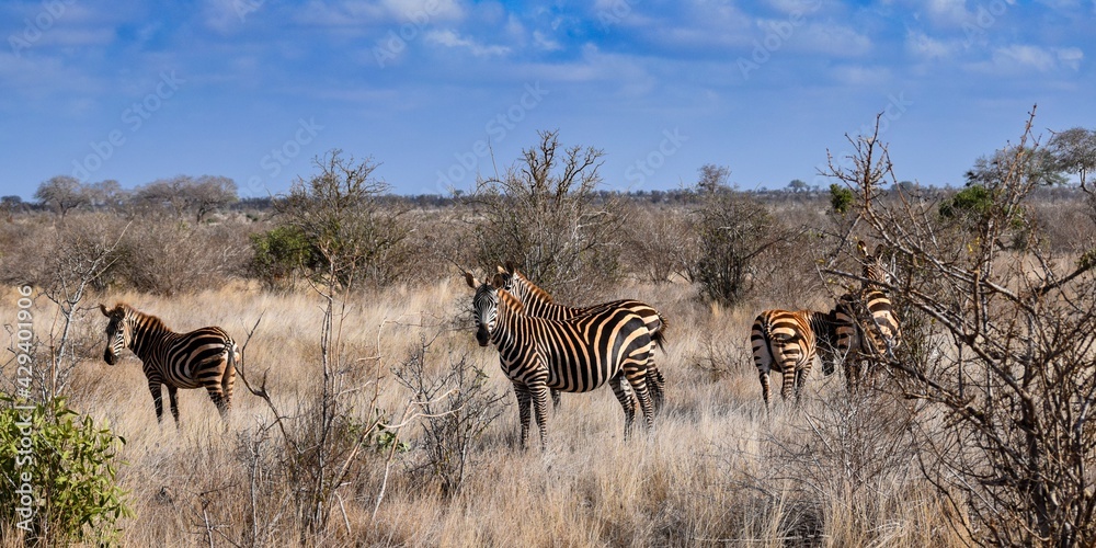 group of zebras in tsavo east national park group of zebras in tsavo east national park