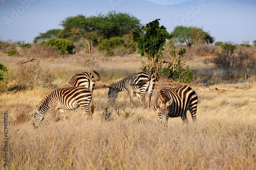 group of zebras in tsavo east national park