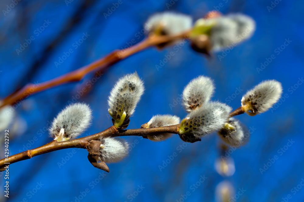 Willow or sallow branches close-up against the blue sky. Willow twigs with catkins. Spring Easter symbol in the east Europe. Willow or sallow branches close-up against the blue sky. Willow twigs with catkins. Spring Easter symbol in the east Europe.