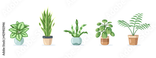 Set of home plants in pots isolated on white background photo