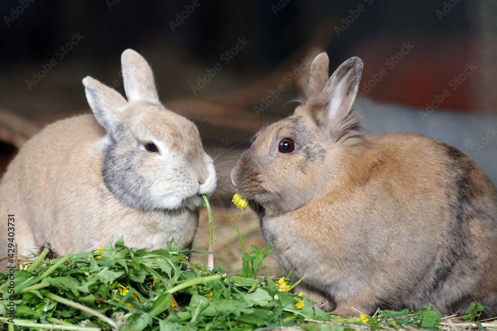 zwei kaninchen sitzen zusammen und fressen frischen löwenzahn zwei kaninchen sitzen zusammen und fressen frischen löwenzahn
