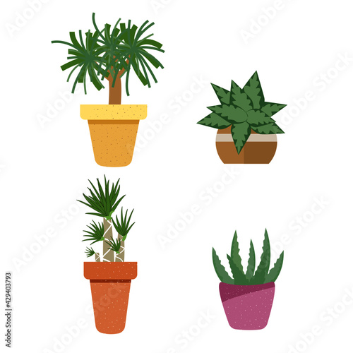 Plant on the pot for decorations on white background.