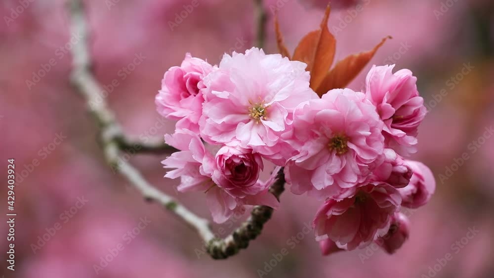 Close up photo of pink Japanese cherry flowers. Cherry Blossom Season. The concept of purity, freshness, youth. Spring mood Close up photo of pink Japanese cherry flowers. Cherry Blossom Season. The concept of purity, freshness, youth. Spring mood