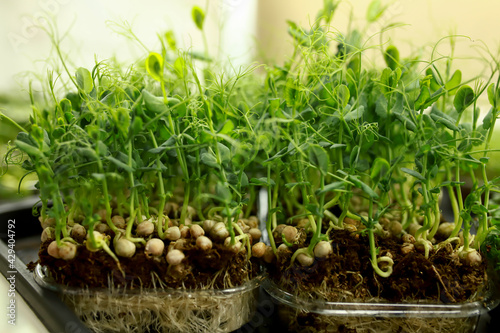 selective focus. pea microgreens in container. Sprouting Microgreens. Seed Germination at home. Vegan and healthy eating concept. Sprouted pea Seeds, Micro greens. Growing sprouts.