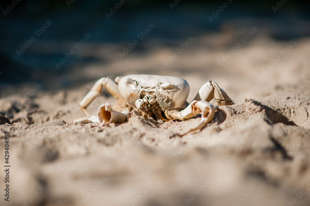 white skeleton crab in the sand