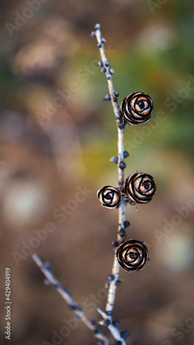 Foyr pine cones on grey dead branch without pine needles. Strong bokeh background