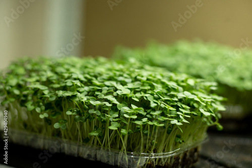 Fresh mustard sprouts, green leaves of microgreen mustard. the concept of healthy eating and growing greenery at home, cityferm © katyagorphoto