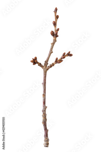 Branch with cherry bud isolated on a white background 