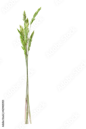 Wild Grass with Seeds isolated on a white background 