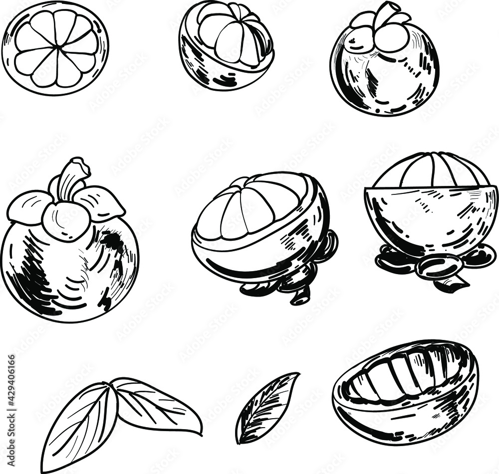 Mango steen Thai fruit.Hand drawn set of mango steen. Sweet and delicious fruit of Thailand