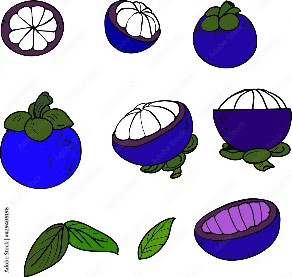 Mango steen Thai fruit.Hand drawn set of mango steen. Sweet and delicious fruit of Thailand