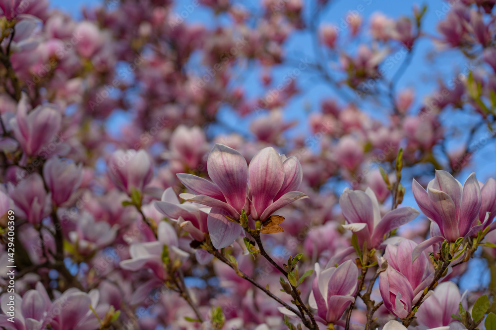 Obraz premium Magnolia