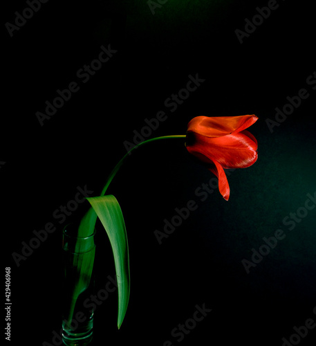 red orange tulip on black background