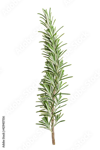 Fresh green sprig of rosemary branch isolated on a white background