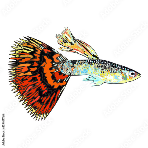 Vector isolated illustration of bright decorative guppy fish with colorful tail