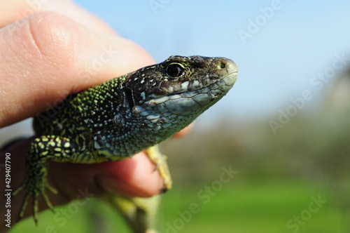 European green lizard Lacerta Viridis in human fingers. Little lizard with brown eye looking into camera