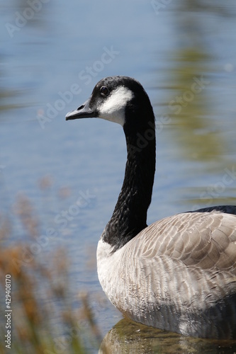 Canadian Goose at a migratory pond, Missoula, Montana