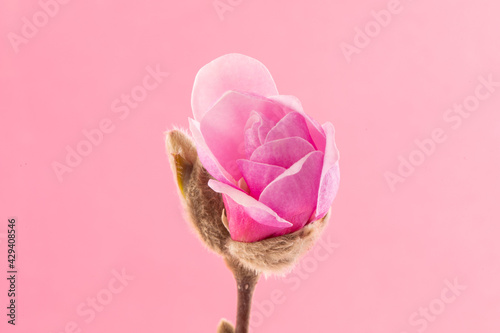 Beautiful Pink Flowering Magnolia Blossom photo