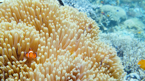 Sea anemone and clown fish on the coral reef, tropical fishes. Underwater world diving and snorkeling on coral reef. Hard and soft corals underwater landscape