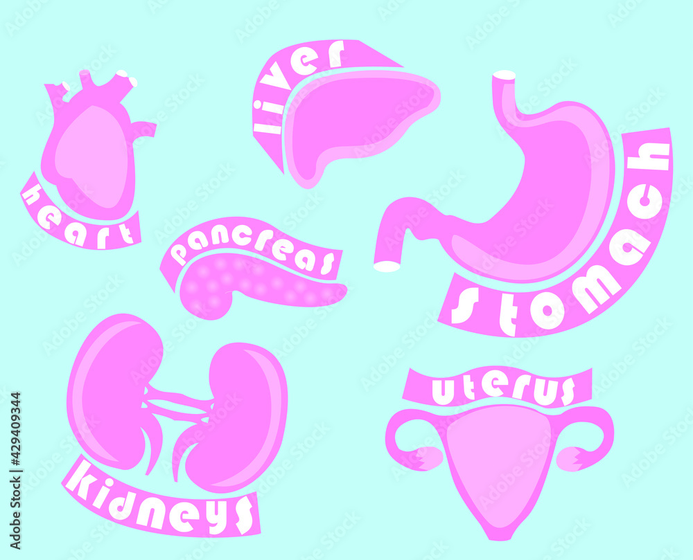 The main organs of the human body are kidneys, heart, stomach, pancreas, uterus, ovaries. The object is depicted with the name of the organ. Objects isolated from background. Vector graphics The main organs of the human body are kidneys, heart, stomach, pancreas, uterus, ovaries. The object is depicted with the name of the organ. Objects isolated from background. Vector graphics