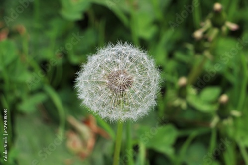 Macro dandelion with blurred green background, Germany