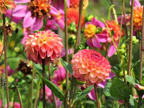 red and yellow dahlia flowers