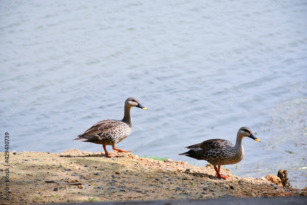 Mallard Duck is walking along the side of the pond with his partner Mallard Duck is walking along the side of the pond with his partner
