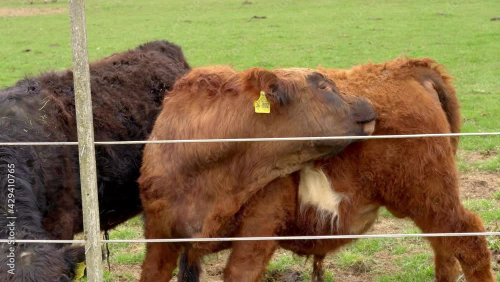 Brown Galloway Cattle Licking Its Fur Inside Farmyard At Summer. - Static Shot Brown Galloway Cattle Licking Its Fur Inside Farmyard At Summer. - Static Shot