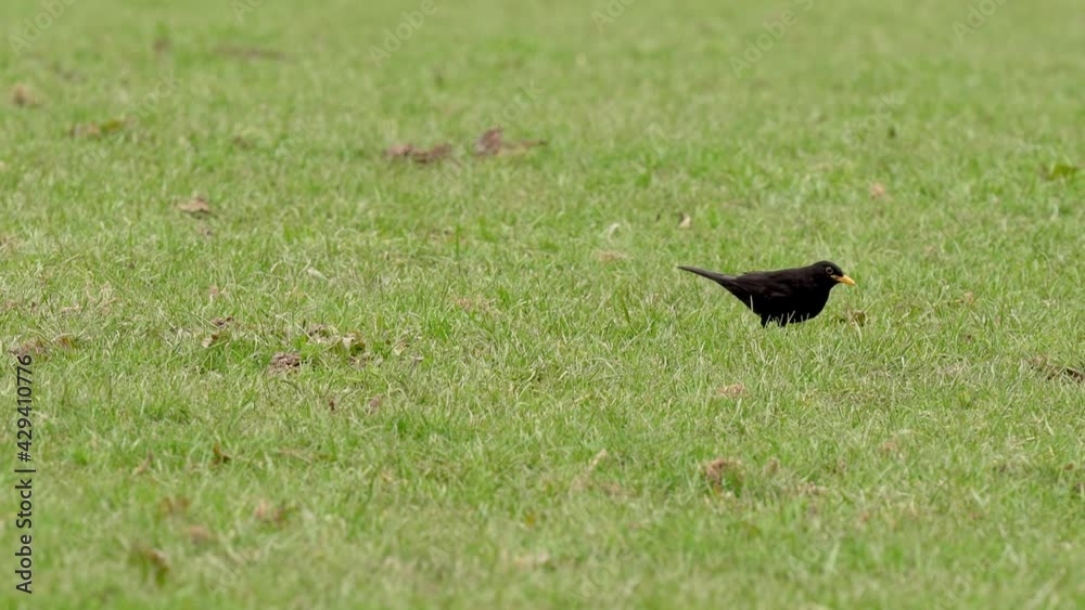Blackbird Foraging In Grass - wide shot Blackbird Foraging In Grass - wide shot