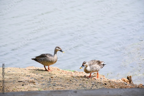 Mallard Duck is walking along the side of the pond with his partner