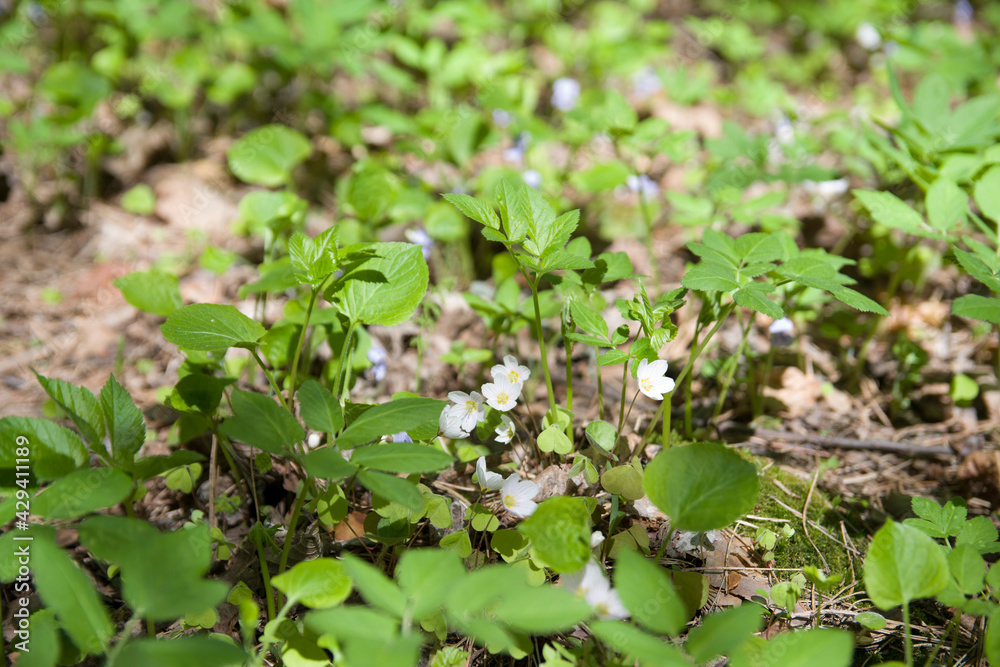 white flowers ecology flowers water lily anemone forest green beautiful white flowers ecology flowers water lily anemone forest green beautiful