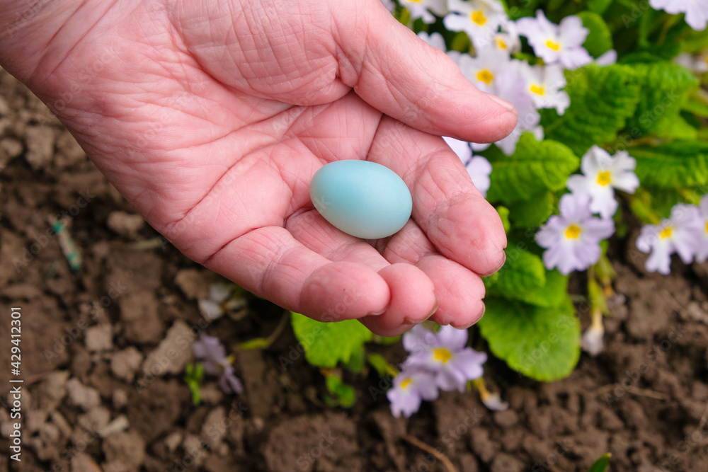 Blue egg in the senior's palm. Continuity of generations concept. Blue egg in the senior's palm. Continuity of generations concept.