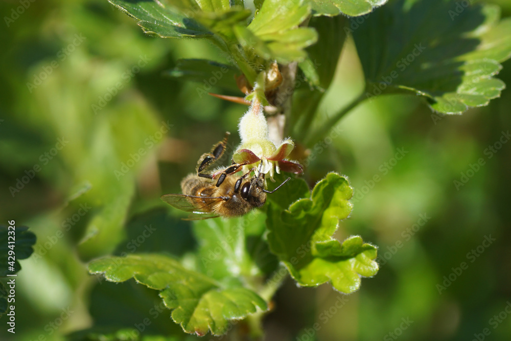 Close up Western honey bee or European honey bee (Apis mellifera), family Apidae on red flower of a gooseberry or European gooseberry (Ribes uva-crispa). Family Grossulariaceae. Spring, April, Holland Close up Western honey bee or European honey bee (Apis mellifera), family Apidae on red flower of a gooseberry or European gooseberry (Ribes uva-crispa). Family Grossulariaceae. Spring, April, Holland