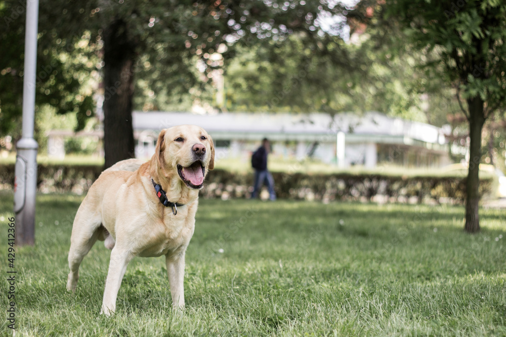 Smiling labrador dog in the city park 