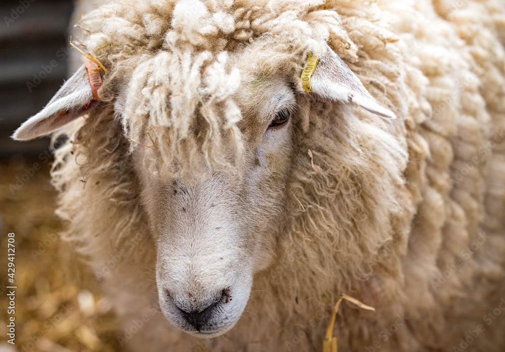 Romney sheep, East Sussex, England Romney sheep, East Sussex, England