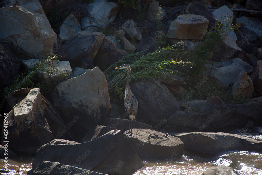 Bird standing in a cascading stream Bird standing in a cascading stream