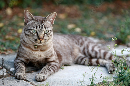 Lovely gray cat sitting at outdoor