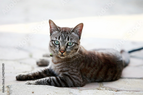 Lovely gray cat sitting at outdoor