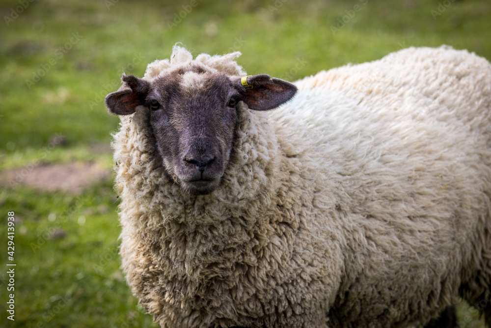 Suffolk Cross sheep, East Sussex, England