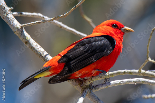 scarlet tanager photo