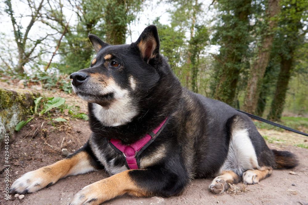 black and tan shiba inu dog is posing on a rock black and tan shiba inu dog is posing on a rock