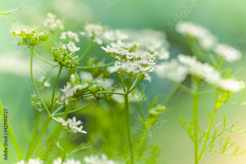 Matured Coriander Herb Blossom and Seeds in Kitchen Garden