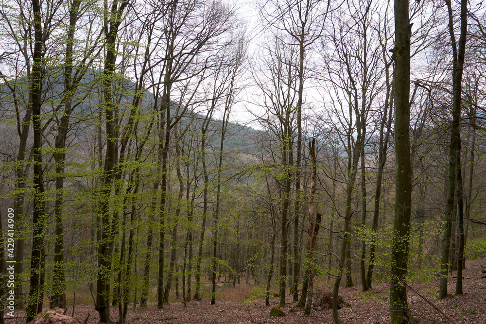 Obraz premium many thin trees in the forest