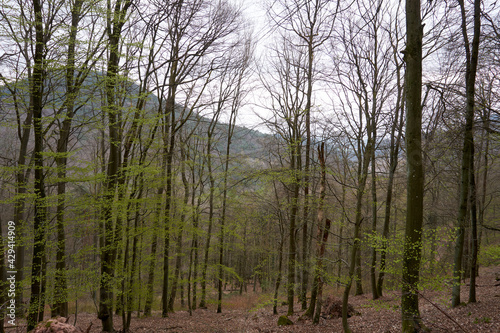 many thin trees in the forest