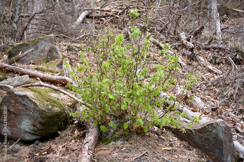 green plant in the middle of dry forest green plant in the middle of dry forest